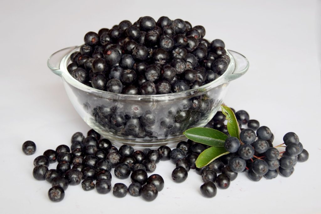Svart Aronia melanocarpa (Svarsurbaer)